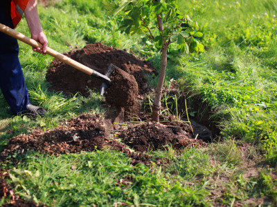 Suggesties voor planten bomen in Leidschendam-Voorburg